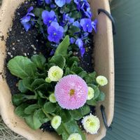 デージー,デイジーの画像