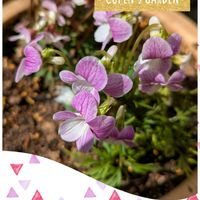スミレ,紅花南山スミレ,みんな元気で！,むらさき,花友さんに感謝♡の画像