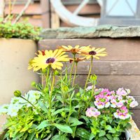 ネメシア,ネメシア,オステオぺルマム,花のある暮らし,緑のある暮らしの画像