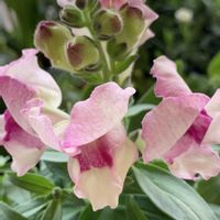 金魚草,ありがとう♡,繋がりに感謝✨,大切な人に…,放ったらかし隊の画像