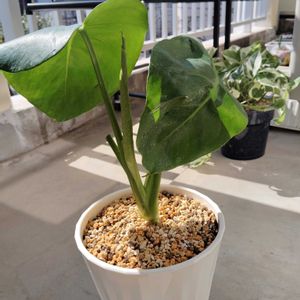 モンステラ,観葉植物,初心者,ダイソー産,根腐れの画像