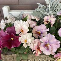 シロタエギク,ビオラ アーカイブ,寄せ植え,ガーデニング,花のある暮らしの画像