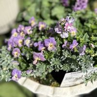 ネメシア,ビオラ,ネメシアメーテル,パンジー ローブドゥアントワネット,ビオレッタの画像