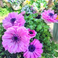 アネモネ,アネモネ,ミニバラ,ビオラ,ミニバラ コルダナの画像