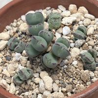 コノフィツム,外出先で,いつもありがとうございます♡(ᴗ̤ .̮ ᴗ̤ )₎₎の画像