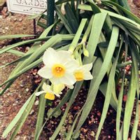 スイセン,ビオラ,水仙,かわいい,ヌーヴェル ヴァーグの画像