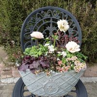 アネモネ,イベリス,イベリス,タイム,スイートアリッサム の画像