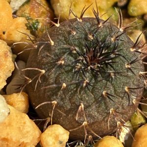 フライレア 士童,士童,実生っ子の画像