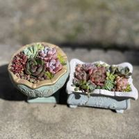 多肉植物,多肉植物の紅葉の画像