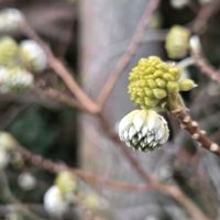 ジンチョウゲ,ジンチョウゲ,斑入り沈丁花,斑入り沈丁花,ミツマタの蕾の画像