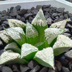 ハオルチア 花咲ガニ,ハオルチア属,多肉ちゃん,ボタニカルライフ,新芽の画像