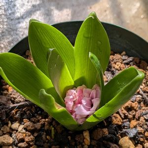 ヒヤシンス,ヒヤシンス,ヒヤシンス 水耕栽培,ヒヤシスターズの画像