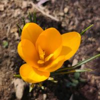 クロッカス,おうち園芸の画像