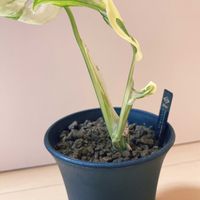 マドカズラ,マドカズラ　斑入り,観葉植物,おうち園芸の画像