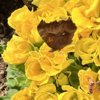 プリムラジュリアン,キタテハ,月曜日にビタミンカラー,玄関アプローチの画像