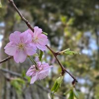 サクラ,サクラ,サクラ,サクラ,ディモルフォセカ パステリーナの画像