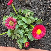 デージーの画像