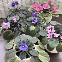 セントポーリア,セントポーリア,ミニセントポーリア,ミニセントポーリア　セトコ,ミニセントポーリア　セトコの画像