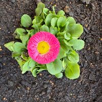 デージーの画像