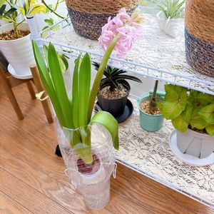 ヒヤシンス,ヒヤシンス,ヒヤシンス 水耕栽培,水耕栽培,球根の画像