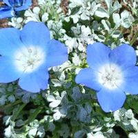 ネモフィラ,ネモフィラ　ダ　Ｚ(ゼット)の画像