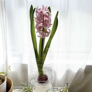 ヒヤシンス,ヒヤシンス,ヒヤシンス 水耕栽培,水耕栽培,球根の画像