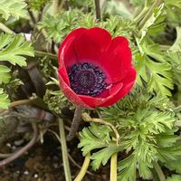 アネモネ,ラナンキュラスの画像