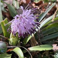 シャクヤク,シャクヤク,ショウジョウバカマ,ショウジョウバカマ,ショウジョウバカマの画像