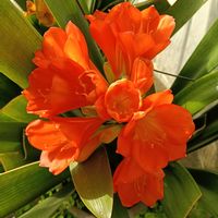 クンシランの画像