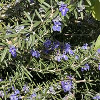 ローズマリーの画像