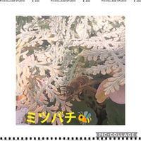 かわいい,お庭,癒し,ミツバチ,小さな庭の画像