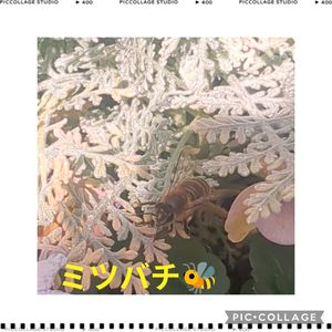 かわいい,お庭,癒し,ミツバチ,小さな庭の画像