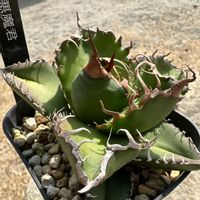 アガベ,アガベ,多肉植物,トゲトゲ,アガベ属の画像