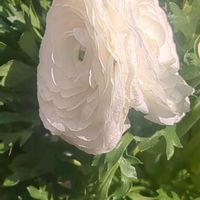 ラナンキュラス,かわいい,お庭,癒し,小さな庭の画像