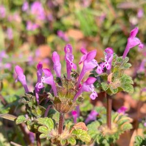 ホトケノザ,雑草,山野草,野草,山草の画像