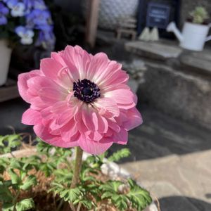 アネモネ,八重咲き　アネモネ,ガーデニング,ガーデニング初心者,アネモネ八重の画像