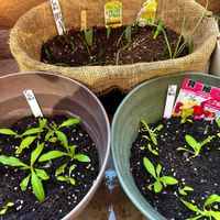 シラン,スイセン,スノーフレーク,チューリップ,ムスカリの画像