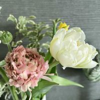 チューリップ,ラナンキュラス,観葉植物,花のある暮らし,TODAY'S SPECIALの画像