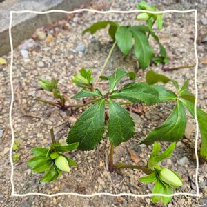 クリスマスローズ,地植え,白い花,実家からの株分け,つぼみ発見！の画像