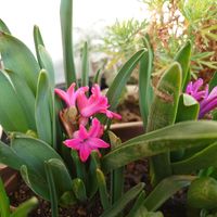 ヒヤシンス,たーぼー*んとこのベランダの画像