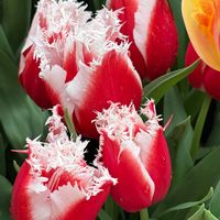 チューリップ,京都府立植物園の画像