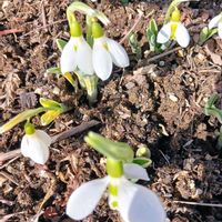スノードロップ,スノードロップ,ブーゲンビリア,ブーゲンビリア,フクジュソウの画像