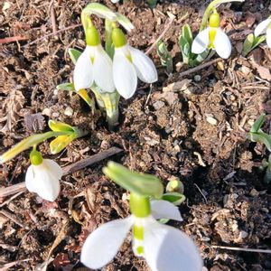 スノードロップ,スノードロップ,ブーゲンビリア,ブーゲンビリア,フクジュソウの画像