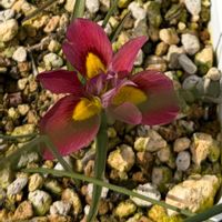 モラエア,モラエア,モラエア トリカラー,モラエア トリカラー,モラエア トリカラーの画像