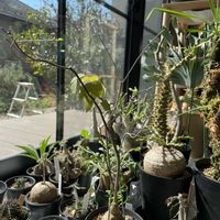 シクラメン,パキポディウム,原種シクラメン,パキポディウム マカイエンセ,ユーフォルビア属の画像