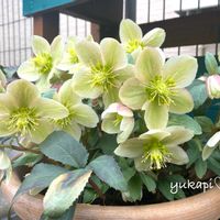 アネモネ,クリスマスローズ,クリスマスローズモンテクリスト,春が待ち遠しい,心穏やかに♡の画像