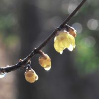 チューリップ,ロウバイ,寄植え,野鳥,冬の庭の画像