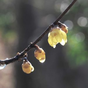 チューリップ,ロウバイ,寄植え,野鳥,冬の庭の画像