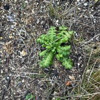 ネモフィラの画像