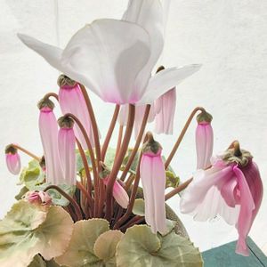 シクラメン プラチナリーフ アフロディーテ,鉢植え,綺麗✨,チーム岐阜,窓辺の画像